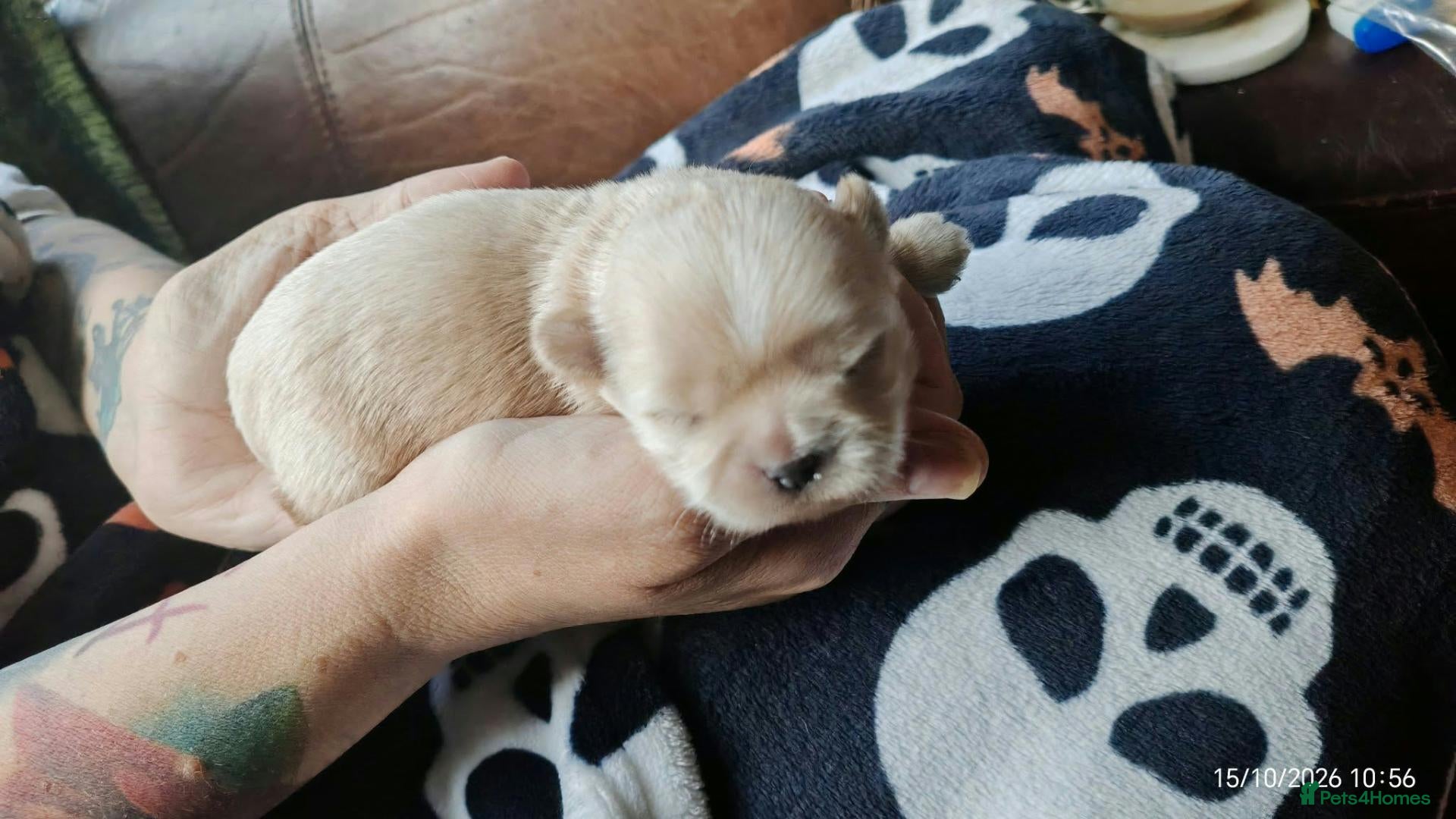Shih Tzu dogs Last male golden with white marking shit Tzu  - Advert 1