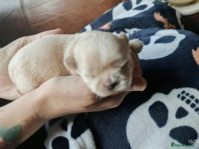 Shih Tzu dogs for sale: Last male golden with white marking shit Tzu - Advert 2