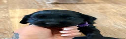 Cocker Spaniel dogs for sale: 2 gorgeous female cocker spaniel puppies 💖🐾😍 - Advert 11