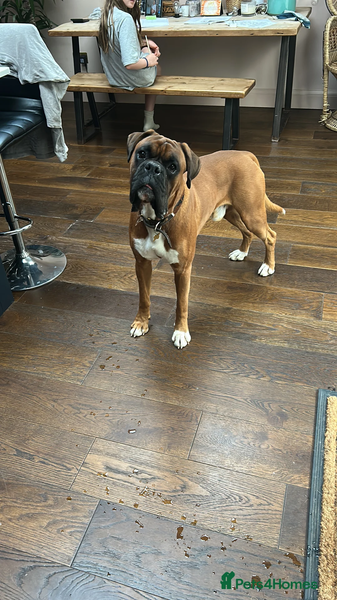 Boxer dogs for stud: Boxer boy for stud  - Advert 3