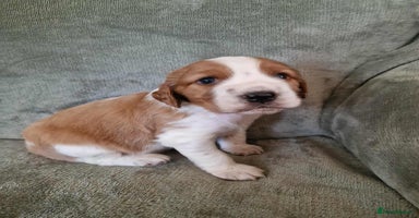 Welsh Springer Spaniel dogs - Advert 9