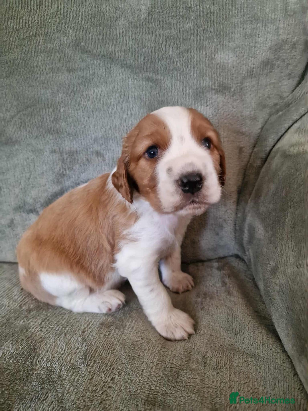 Welsh Springer Spaniel dogs for sale: Beautiful trio of pedigree welsh springer spaniels - Image 3