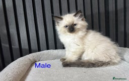 Ragdoll cats for sale: ragdoll kittens - Image 1