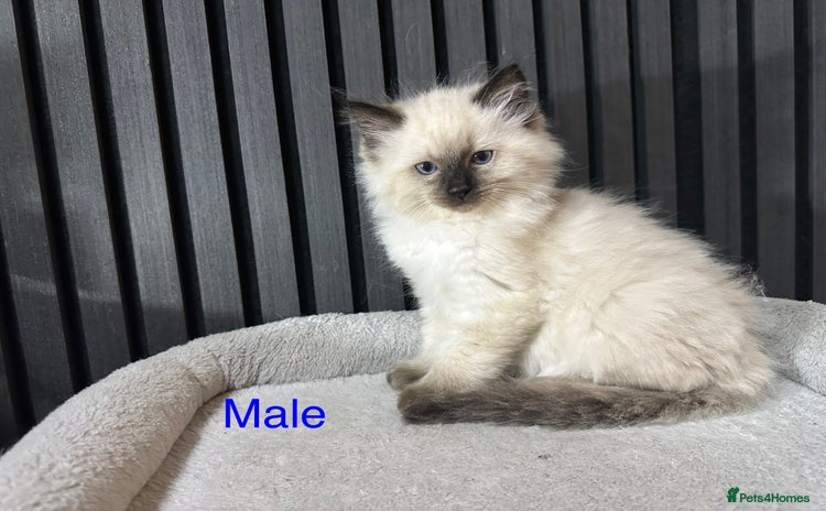Ragdoll cats - Advert 10