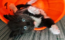 Ragdoll cats for sale: Stunning Kittens *Ready now!* - Image 16