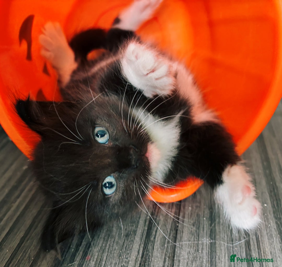 Ragdoll cats for sale: Stunning Kittens *Ready now!* - Image 16