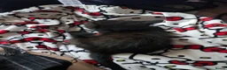 Bengal cats for sale: Bengal mix kittens  in Reading - Advert 6