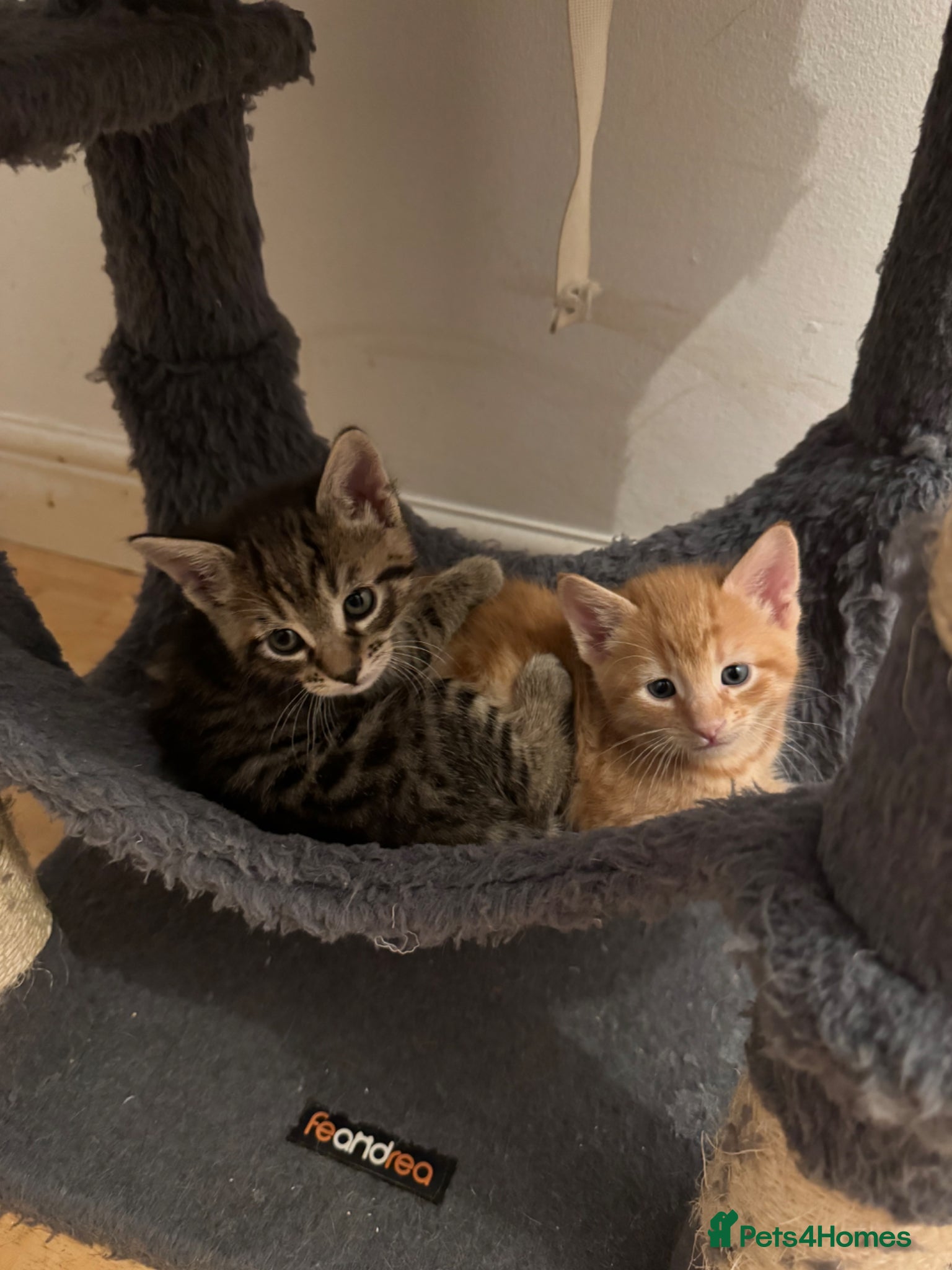 American Shorthair cats for sale: Ready To Leave Today please read full advert pleas - Advert 23