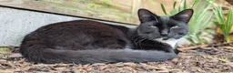 Mixed Breed cats for sale: Sweet tuxedo cat for sale - Advert 4