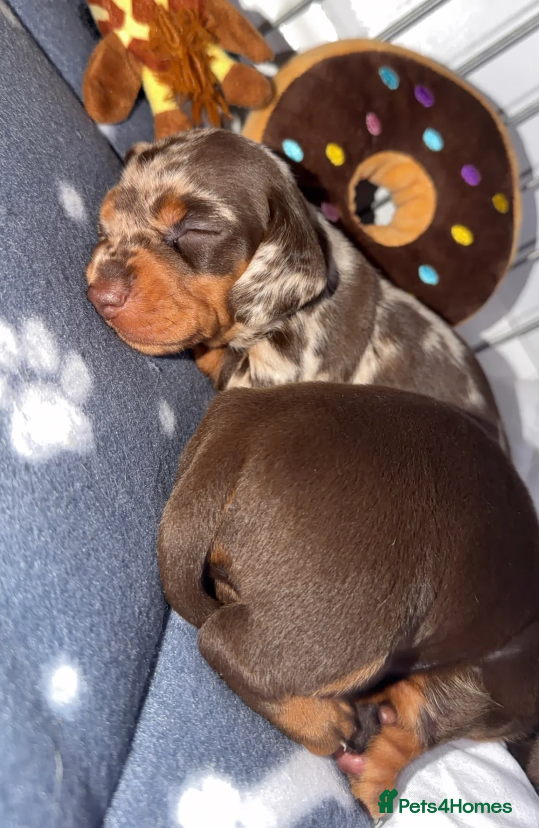 Miniature Dachshund dogs for sale: Miniature Dachshund pups - Advert 5