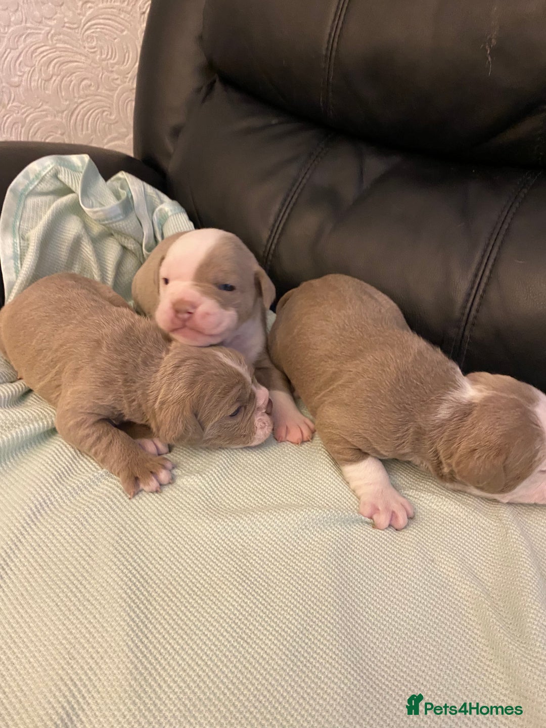 Mixed Breed dogs for sale: Old Tyme bulldogs puppies for sale.  - Image 12