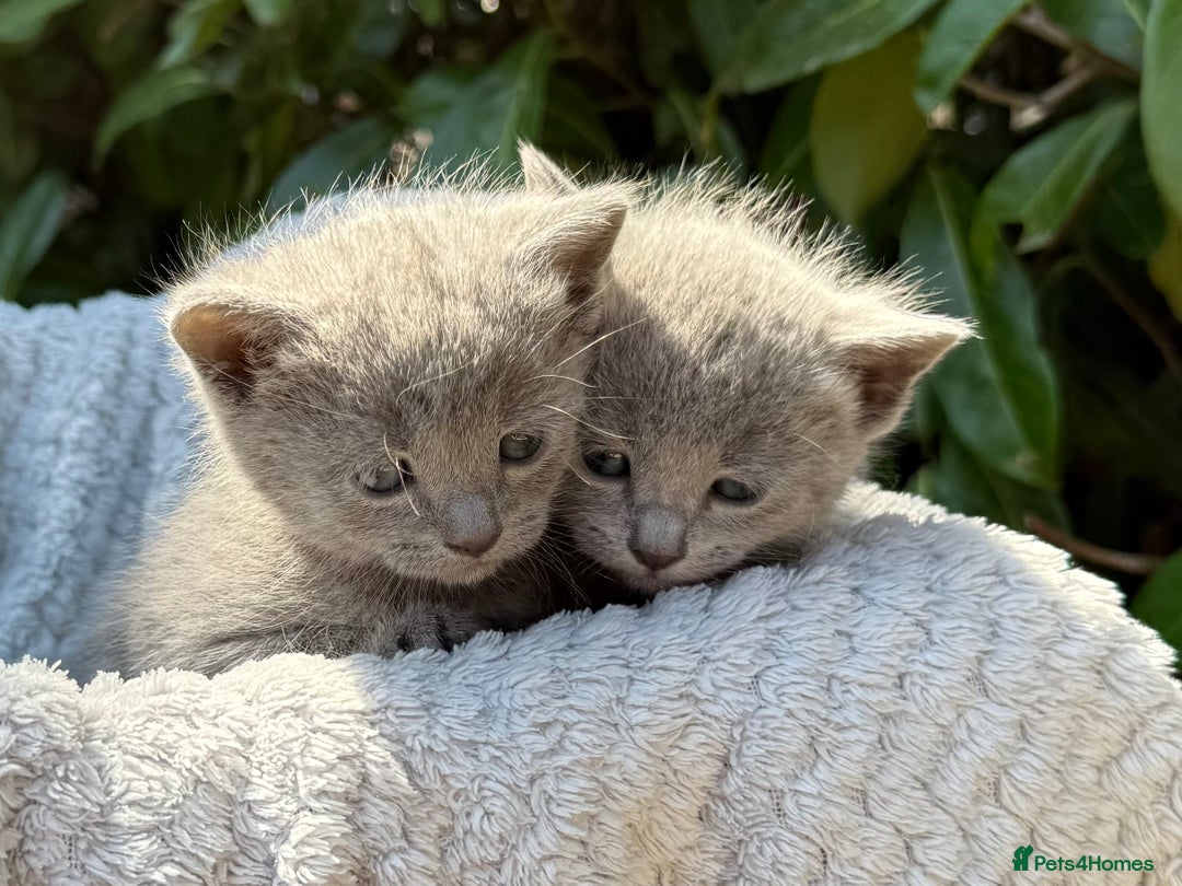 Russian Blue cats for sale: Pure Russian Blue Kittens - Image 6