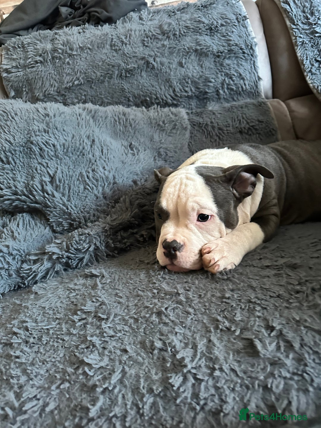 American Bully dogs for sale: 🐾 ABKC Registered Micro/Pocket Bully Puppies! 🐾 - Advert 36
