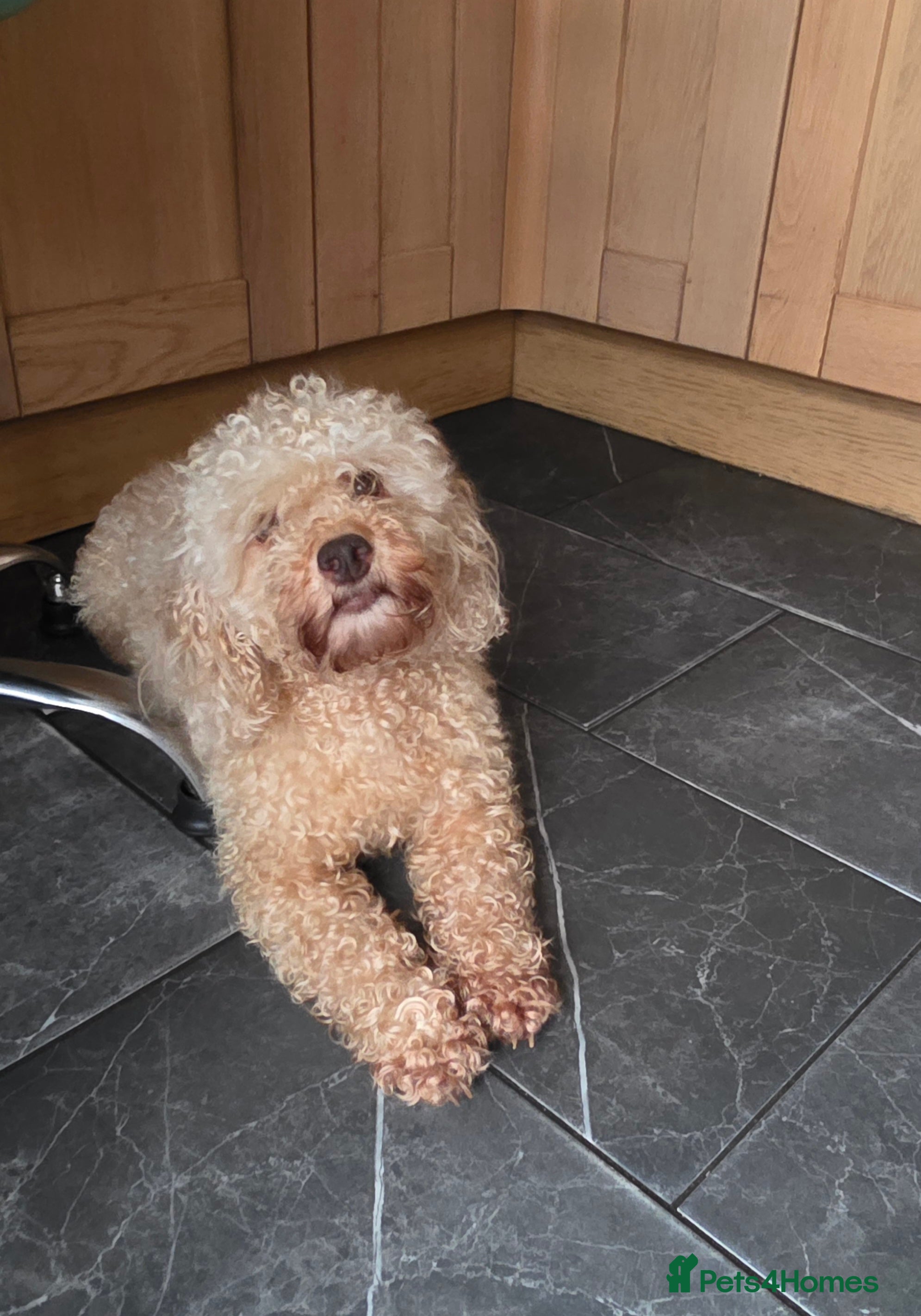 Cockapoo dogs Cream Cockapoo puppies - Advert 1