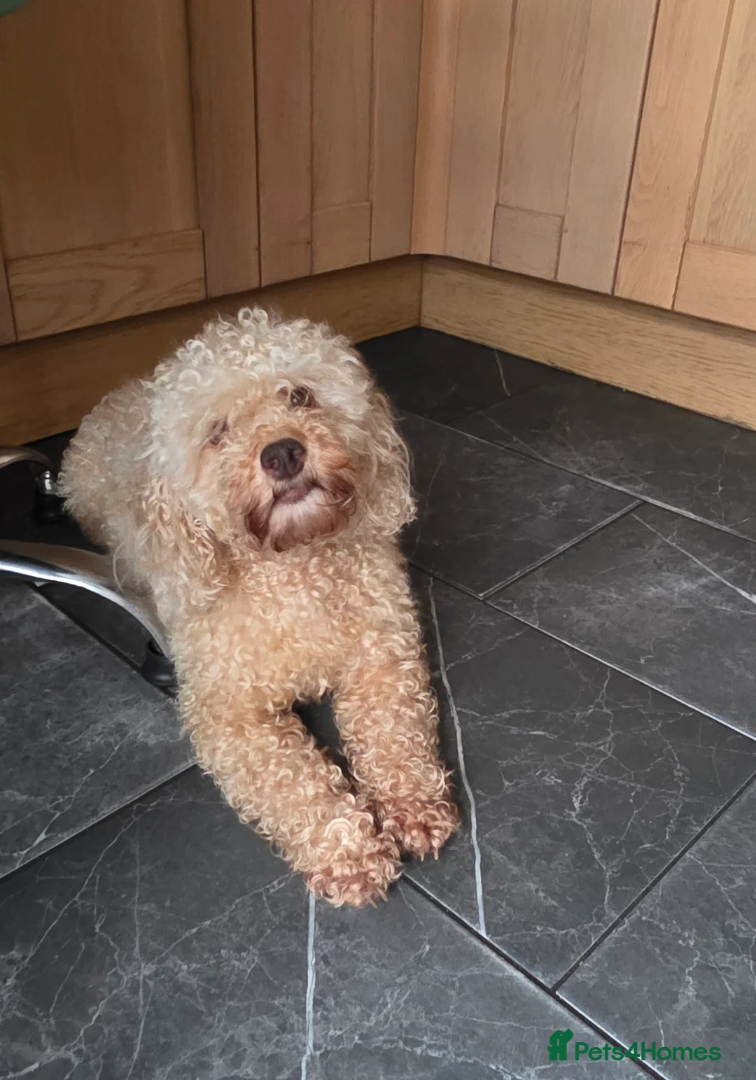 Cockapoo dogs for sale: Cream Cockapoo puppies - Advert 1