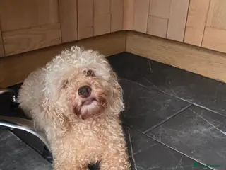 Cockapoo dogs Cream Cockapoo puppies - Advert 9