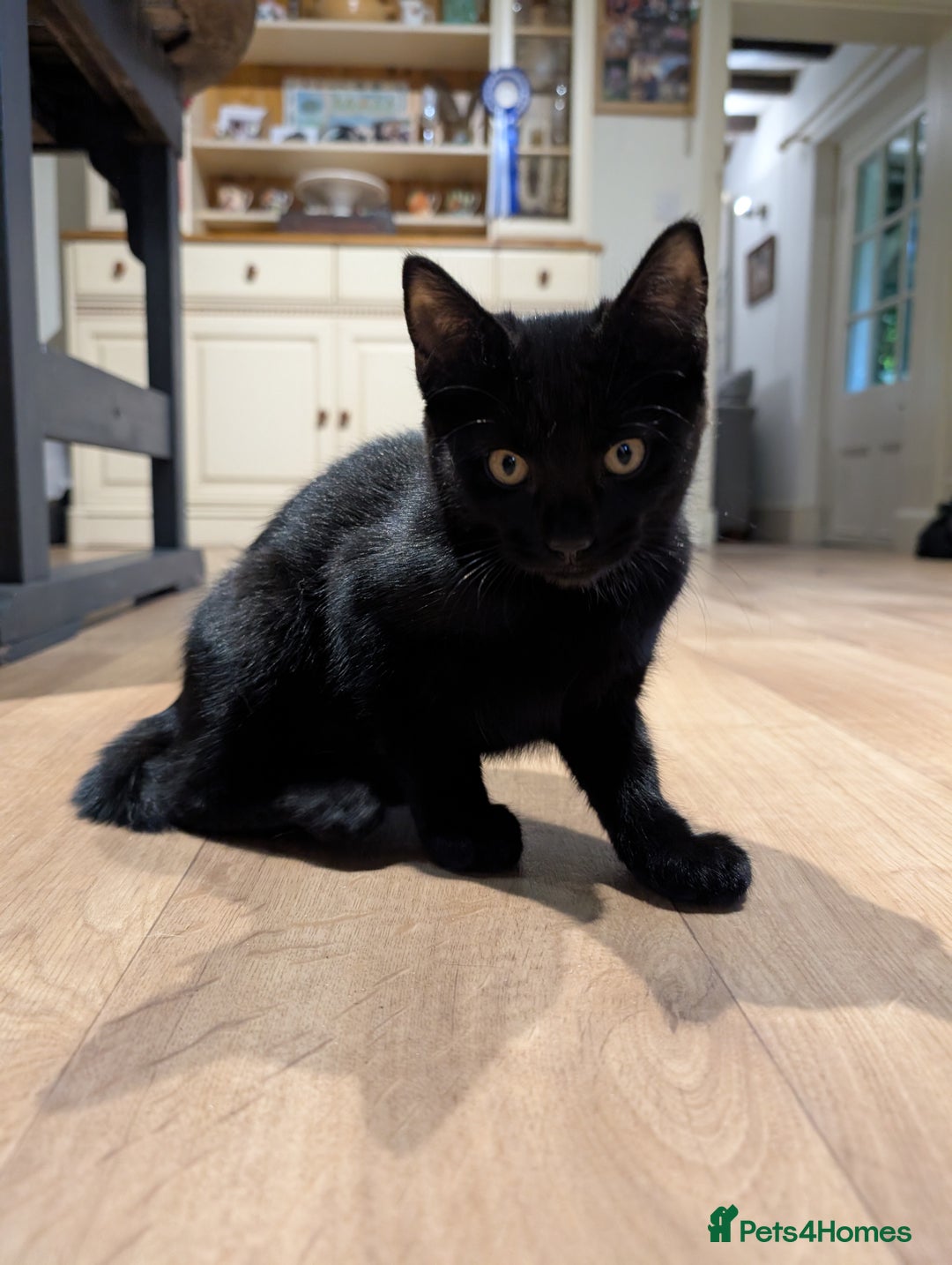 Mixed Breed cats for sale: 4 mixed breed kittens  in Shrewsbury - Image 5