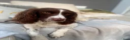 English Springer Spaniel dogs for sale: KC Registered Springer Spaniel Puppy - Advert 13