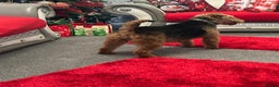 Welsh Terrier dogs for sale: Gorgeous Welshie Puppies - Advert 4