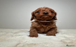 Cavapoo dogs for sale: F1 Cavapoo puppies.  - Image 20