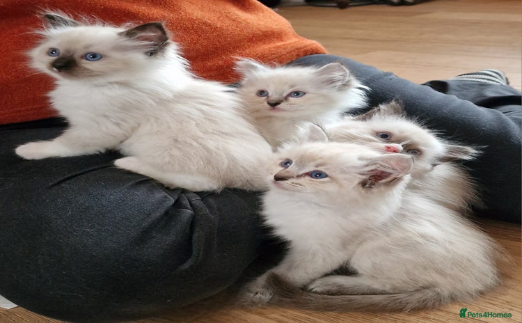 Ragdoll cats - Advert 8