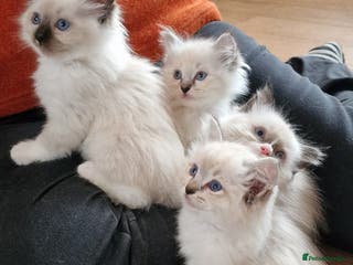 Ragdoll cats Gorgeous pedigree Ragdoll kittens - Advert 4