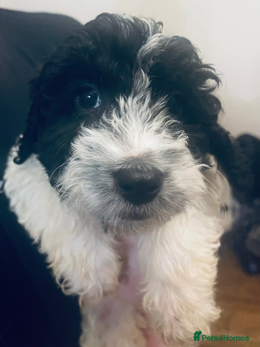 Sproodle dogs for sale: Stunning little sproodle / springer / poodle - Advert 4