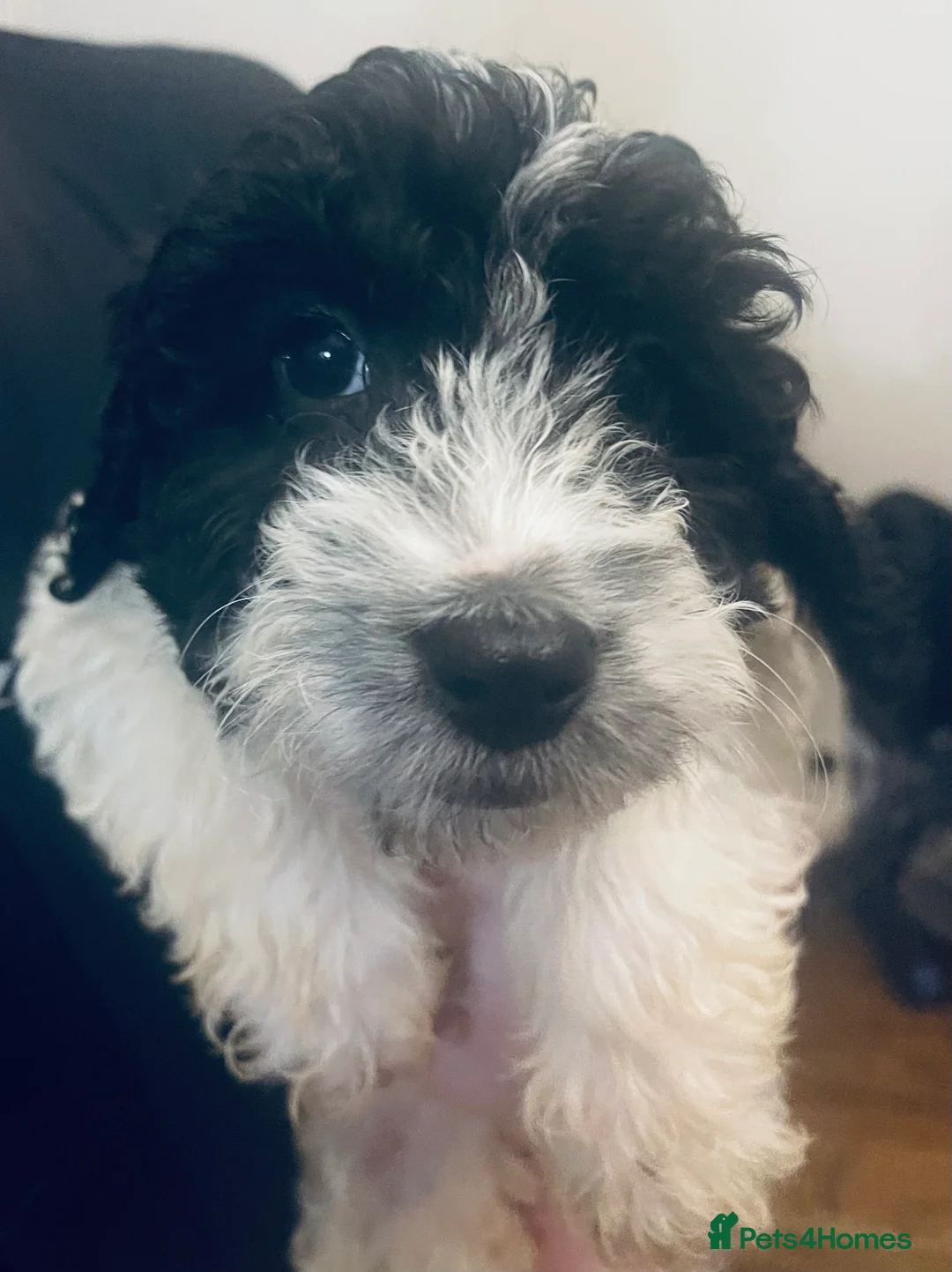 Sproodle dogs for sale: Stunning sproodle / springer / poodle / cockerpoo - Advert 14