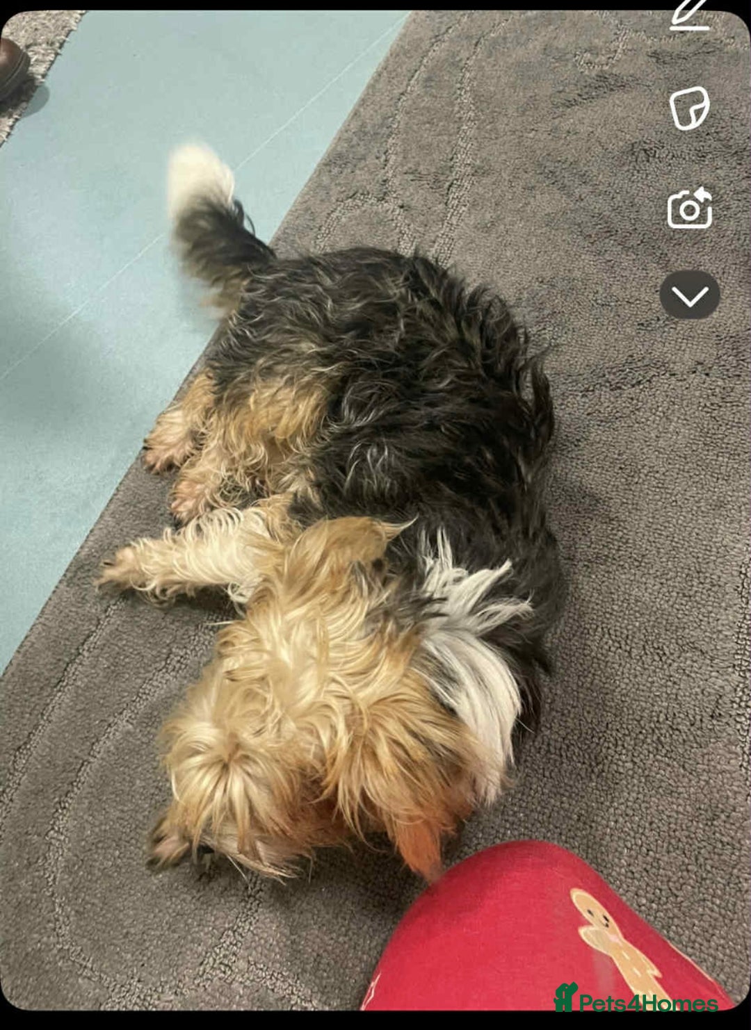 Yorkshire Terrier dogs for sale: Tink  - Advert 1