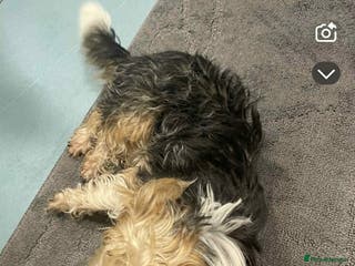 Yorkshire Terrier dogs Tink - Advert 8