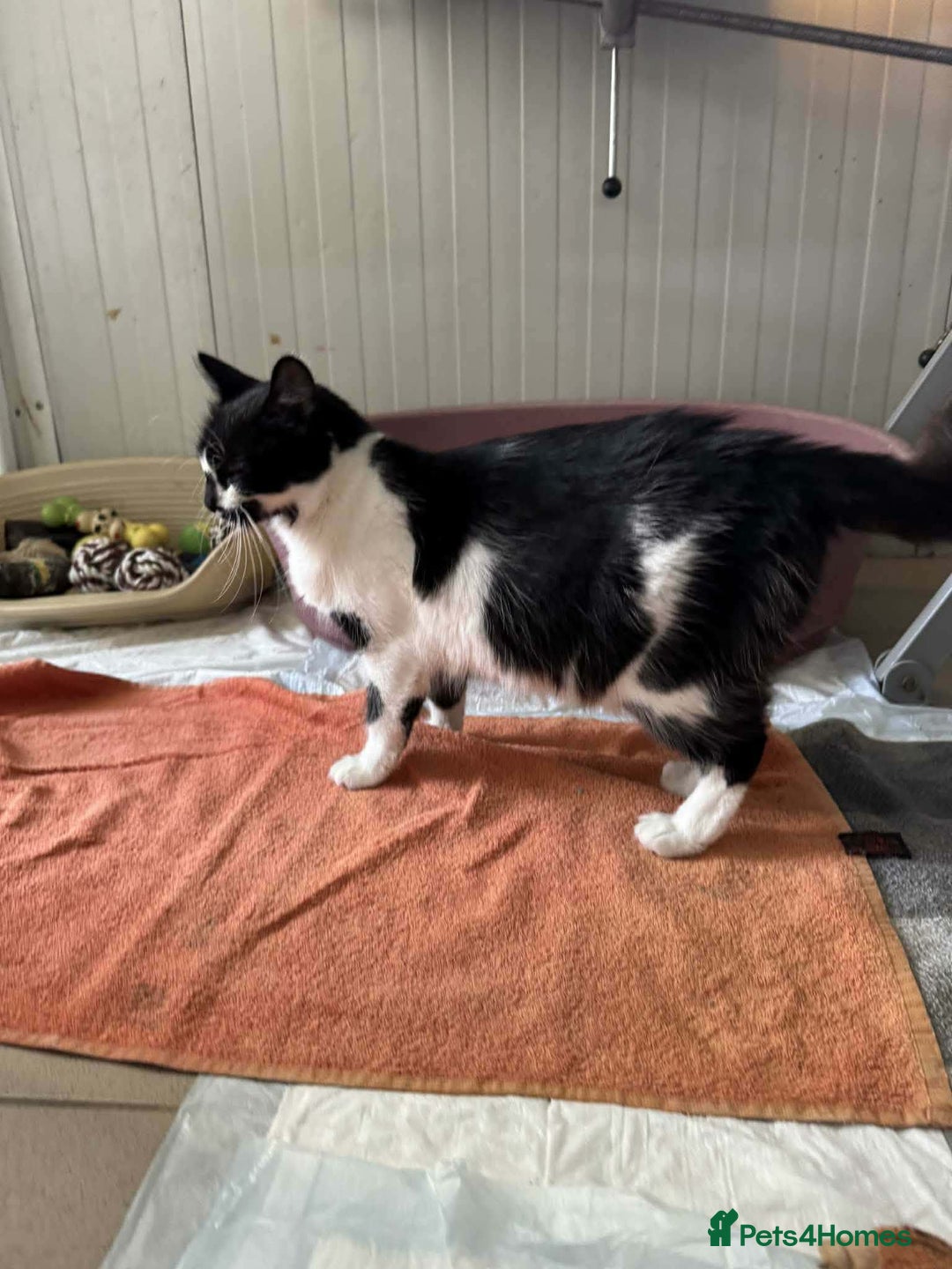 Mixed Breed cats for adoption: Hera - Norwich Norfolk  - Advert 3