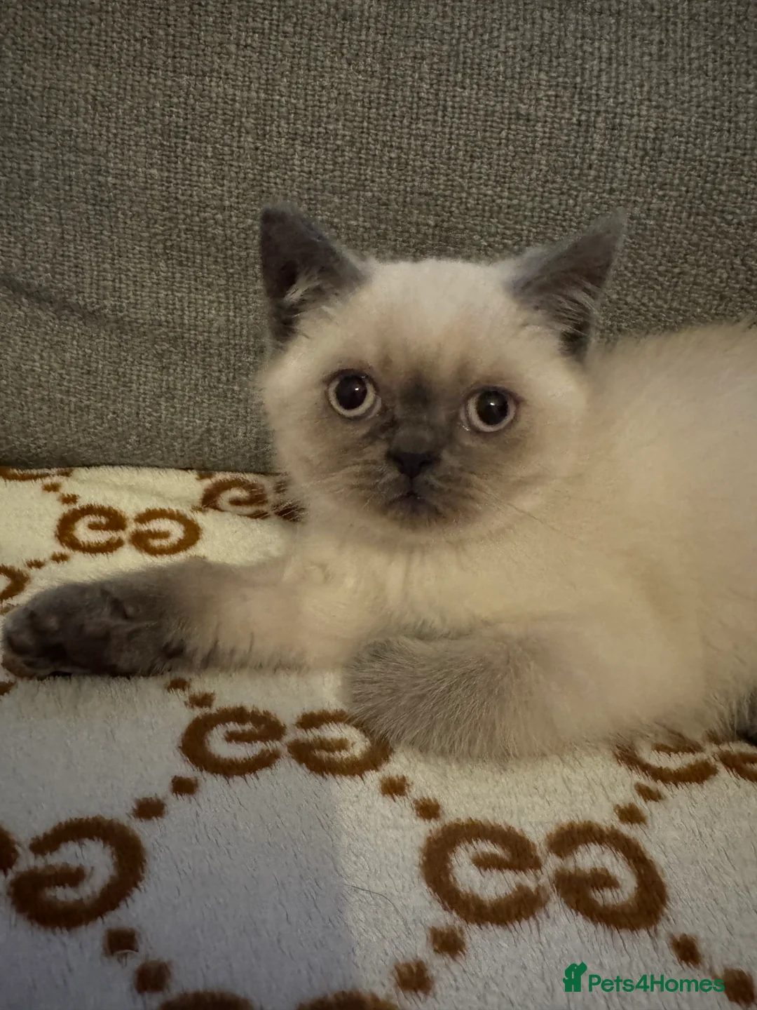 British Shorthair cats for sale: 5 spectacular kittens looking for new families. - Advert 3