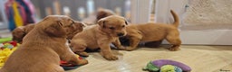Labrador Retriever dogs for sale: 6 STUNNING KC REG FOX RED LABRADORS  - Advert 13