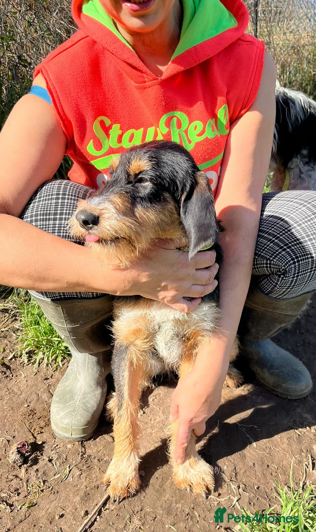 Mixed Breed dogs for adoption: Betsy - a gorgeous wirehaired girl in Matlock - Advert 9