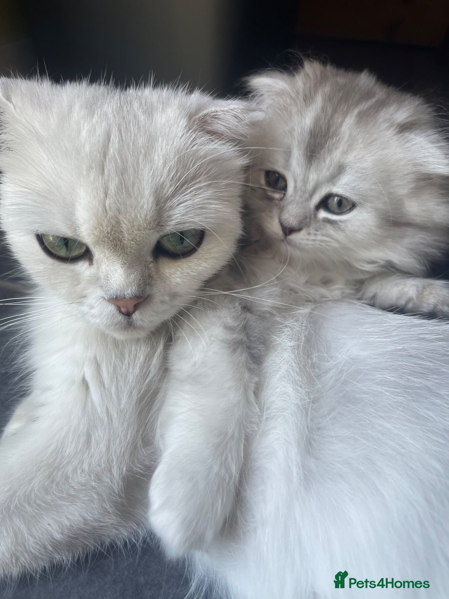 Scottish Fold cats for sale: Scottish Fold/Straight - Advert 9