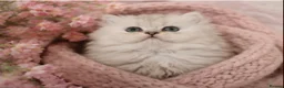 Persian cats for stud: ⭐️PERSIAN CHINCHILLA PEDIGREE PKD/FELV CLEAR STUD - Advert 10