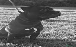 Staffordshire Bull Terrier dogs for sale: Black Female Staffordshire Bull Terrier - Image 13