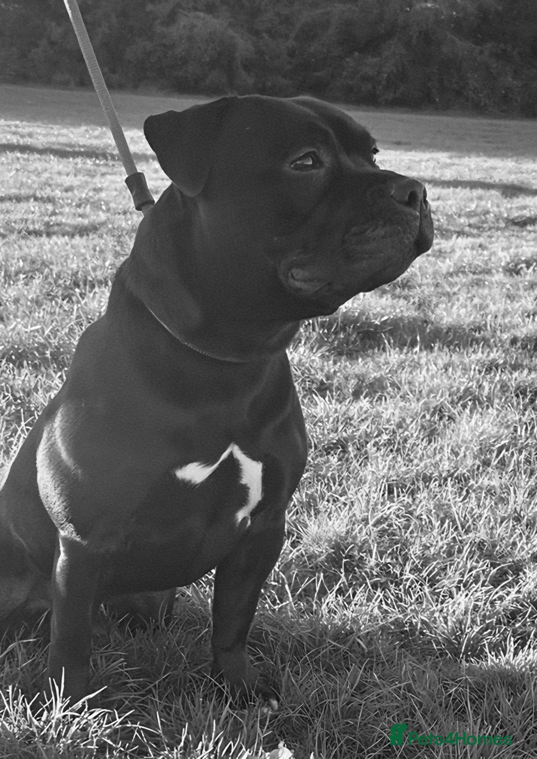 Staffordshire Bull Terrier dogs for sale: Black Female Staffordshire Bull Terrier - Image 13