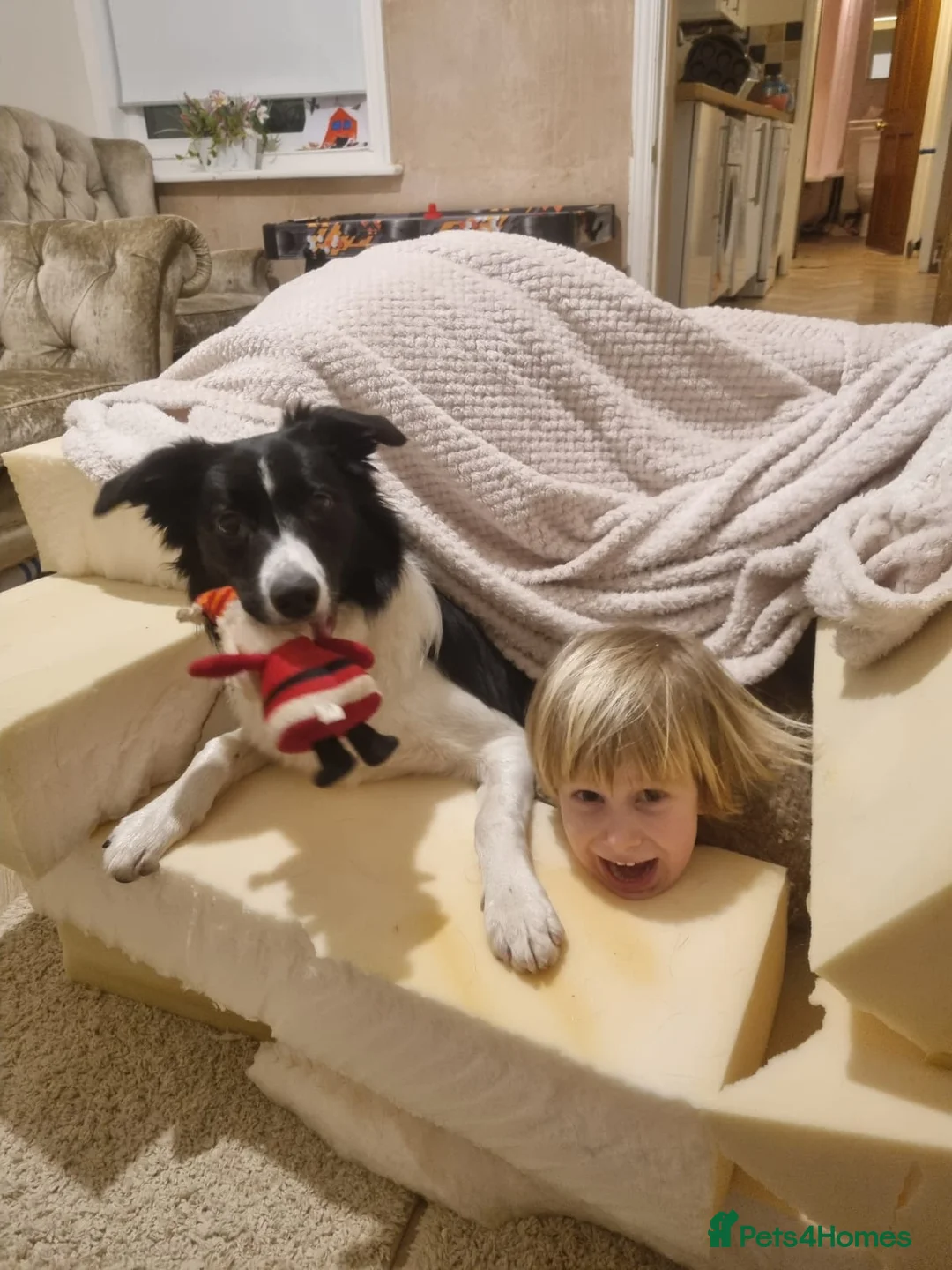Border Collie dogs for sale: Looking for a new family in Whitley Bay - Advert 3