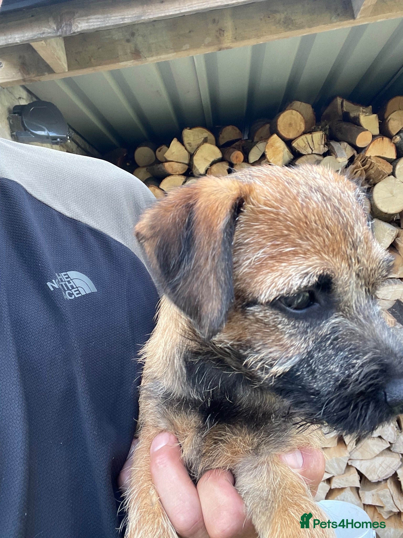 Border Terrier dogs 1 border terrier girl - Advert 6