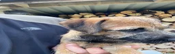 Border Terrier dogs for sale: 1 border terrier girl in Wrexham - Advert 1