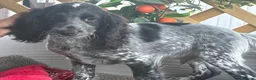 Cocker Spaniel dogs for sale: Kc registered  - Advert 4