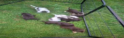 Cocker Spaniel dogs for sale: Gorgeous litter of Cocker Spaniel Puppies - Advert 2