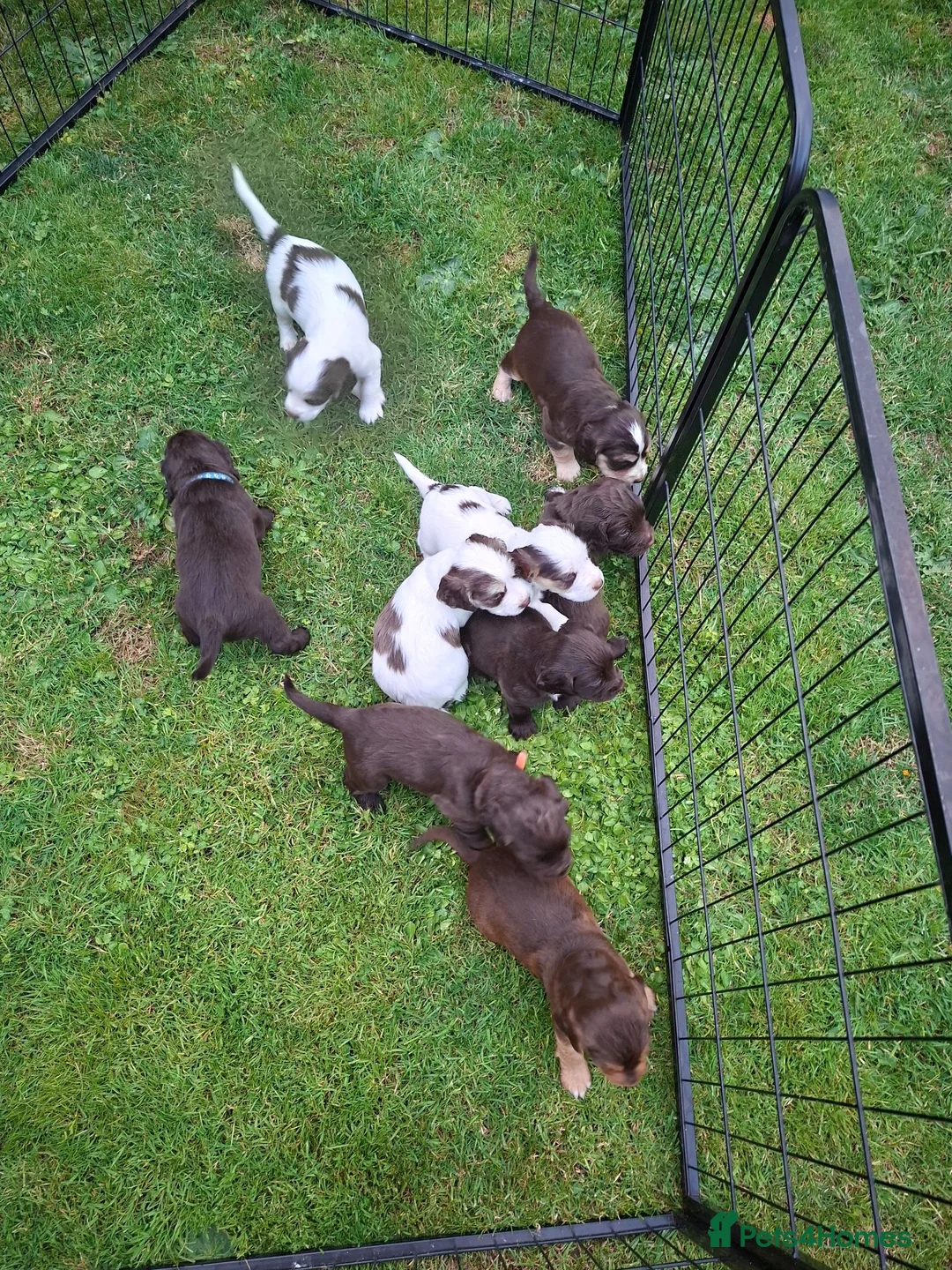 Cocker Spaniel dogs for sale: Gorgeous litter of Cocker Spaniel Puppies - Advert 2