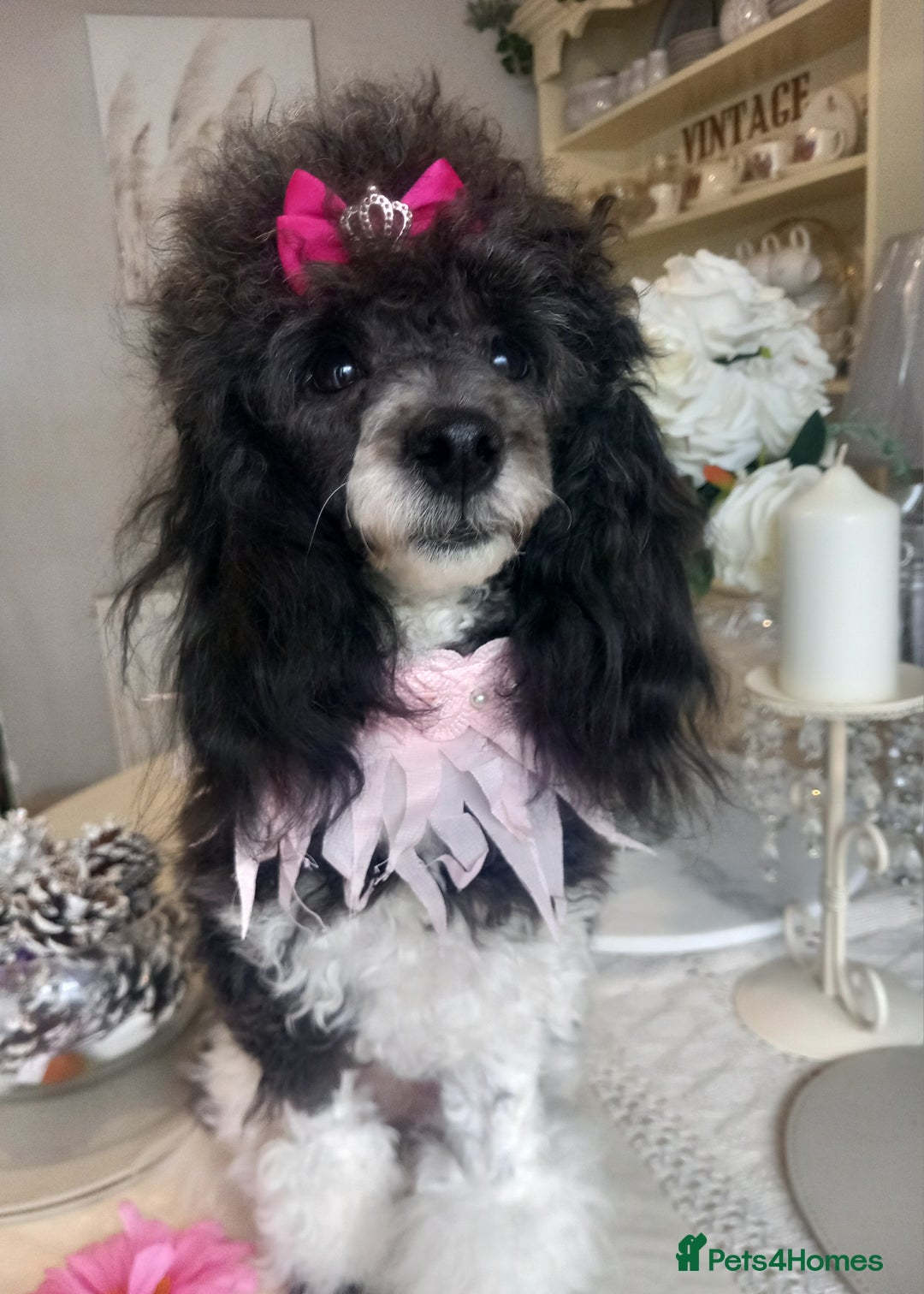 Toy Poodle dogs for sale: **1 PARTI BOY AVAILABLE**READY 21st DECEMBER** - Advert 2