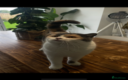 British Shorthair cats for sale: British Shorthair Queen Proven & Show Winning - Image 4