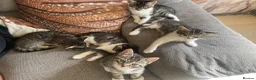 Domestic Shorthair cats for sale: 5 beautiful tabby kittens 8 weeks old  - Advert 8
