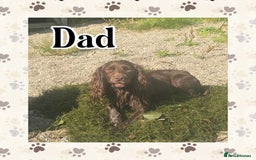 Cocker Spaniel dogs for sale: Cocker spaniel pups  - Advert 4