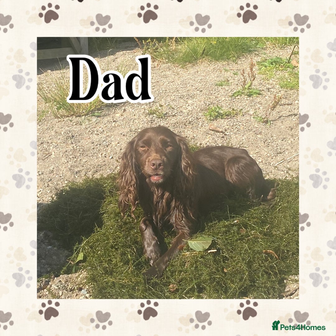 Cocker Spaniel dogs for sale: Cocker spaniel pups  - Advert 4