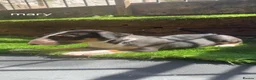 English Bull Terrier dogs for sale: 4 BEAUTIFUL ENGLISH BULLS - Advert 23